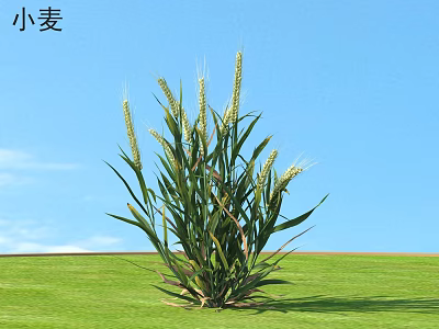 Golden Wheat Plant with Ears Growing on Green Grass Under Blue Sky 3d model