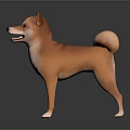 Brown Shiba Inu Standing With Curled Tail On Dark Reflective Surface