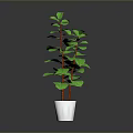 Green Leafy Plant with Red Stems in White Pot on Dark Background for Indoor Decoration