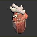 3D Heart Model Medical Device with Detailed Structure for Surgical Training and Education