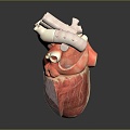 Heart Heart Model Human Heart Heart Anatomical Organ Human Organ Model Human Organ Human Body 3d model