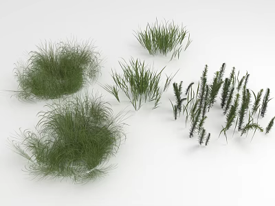 Various Green Herbaceous Plants Including Tufted Slender And Erect Grass Species 3d model