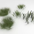 Various Green Herbaceous Plants Including Tufted Slender And Erect Grass Species