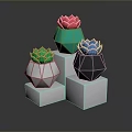 Colorful Succulent Plants in Geometric Pots on White Cube Bases with Dark Background