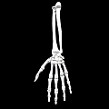 Detailed Human Hand Skeleton Organ Anatomy Structure Visualization on Black Background 3d model