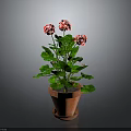 Geranium Plant With Red And White Flowers Green Leaves In Terracotta Pot