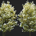 Two Lush Flowering Trees With White Blossoms And Green Leaves Against Dark Background