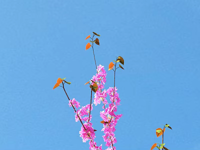 Pink Flowers On Branches With Orange And Green Leaves Against Clear Blue Sky Background 3d model