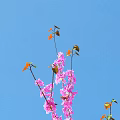 Pink Flowers On Branches With Orange And Green Leaves Against Clear Blue Sky Background