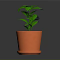 Green Potted Plant With Fresh Leaves In Orange Terracotta Pot And Saucer