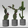 Potted Cactus Plants In Gray Concrete Pots For Stylish Home Decor