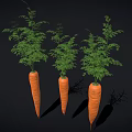 Three Fresh Raw Carrots With Green Leafy Tops On Black Background