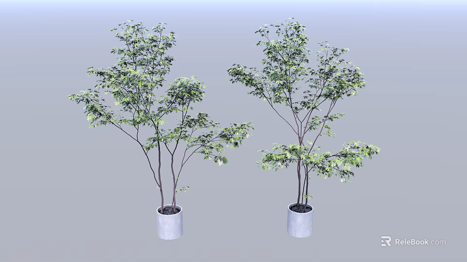 Two Bonsai Potted Plants with Lush Green Leaves in White Ceramic Pots and Slender Trunks 3d model 