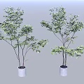 Two Bonsai Potted Plants with Lush Green Leaves in White Ceramic Pots and Slender Trunks