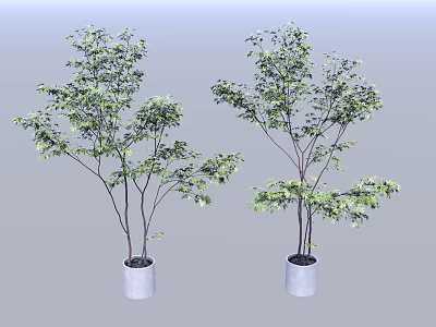 Two Bonsai Potted Plants with Lush Green Leaves in White Ceramic Pots and Slender Trunks 3d model