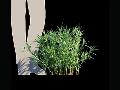 Green Bamboo Plants Growing Next to White Human Silhouette on Black Background 3d model