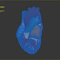 Human Heart Chest Organ Detailed 3D Anatomical Model with Colored Arteries and Veins