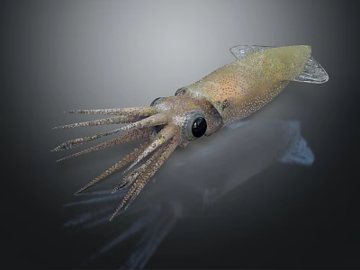 Squid With Large Eyes And Long Tentacles On Dark Background Showing Smooth Body Detailed View 3d model