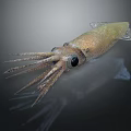 Squid With Large Eyes And Long Tentacles On Dark Background Showing Smooth Body Detailed View