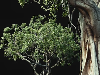 Natural Arbor With Lush Green Foliage And Thick Textured Trunk 3d model