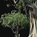 Natural Arbor With Lush Green Foliage And Thick Textured Trunk