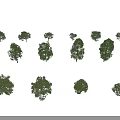 Arbor Collection Featuring Various Sizes Shapes and Green Foliage Canopies