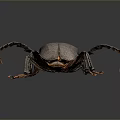 Large Long Horned Beetle With Gray Body Orange Edges And Legs On Dark Background