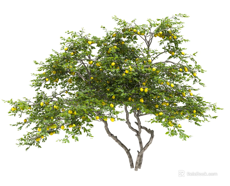 Lush Tree With Green Leaves Ripe Yellow Fruits And Strong Branches 3d model 