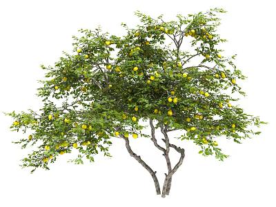 Lush Tree With Green Leaves Ripe Yellow Fruits And Strong Branches 3d model