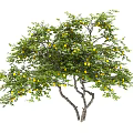 Lush Tree With Green Leaves Ripe Yellow Fruits And Strong Branches