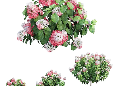 Beautiful Pink And White Flowers With Green Leaves In Various Plant Sizes 3d model