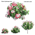 Beautiful Pink And White Flowers With Green Leaves In Various Plant Sizes