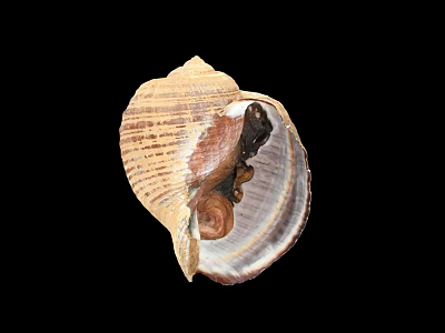 Decorative Shell Ornament Set for Home Tabletop Decoration with Natural Texture 3d model