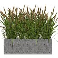 Ornamental Potted Green Grass Plant In Concrete Planter With Leafy Foliage And Spikelets