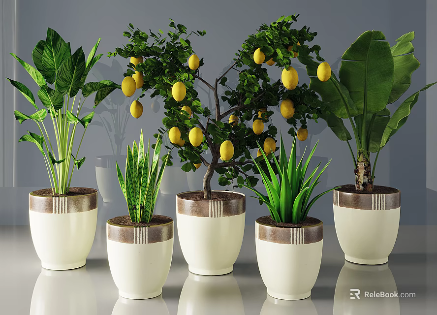 Bonsai Potted Plants With Lemon Tree And Green Plants In White Pots With Brown Trim 3d model 