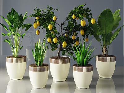 Bonsai Potted Plants With Lemon Tree And Green Plants In White Pots With Brown Trim 3d model