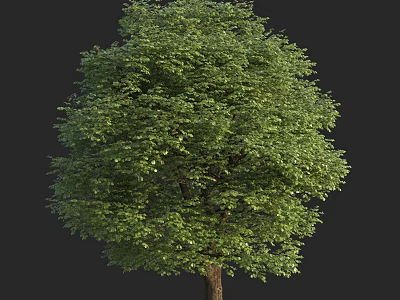 Arbor With Lush Green Foliage And Strong Trunk In Natural Landscape 3d model
