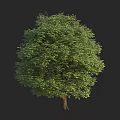 Arbor With Lush Green Foliage And Strong Trunk In Natural Landscape