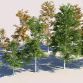Trees With Green And Yellow Leaves And White Trunks On Light Background Collection