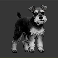 Black and White Schnauzer Dog Standing on Reflective Floor with Gray Background