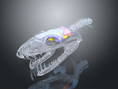 Transparent Dinosaur Skull Model With Detailed Colorful Internal Anatomical Structures 3d model