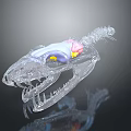 Transparent Dinosaur Skull Model With Detailed Colorful Internal Anatomical Structures 3d model