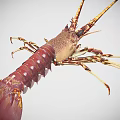 Detailed Reddish Brown Lobster With Long Antennae And Sharp Claws On White Background