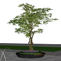 Lush Arbor With Twisted Trunk Green Leaves Purple Flowers In Circular Planter Near Water Fountains