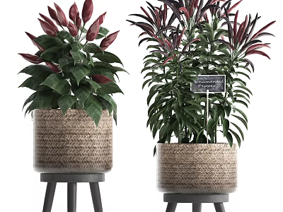 Red and Green Leaf Potted Plants in Woven Baskets on Tripod Stands for Indoor Decor 3d model