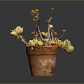 Succulent Plant in Terracotta Pot with Branches Bearing Yellowish Leaves on Dark Background