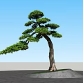 Ornamental Pine Tree with Curved Trunk and Lush Foliage on Green Grass and Stone Ground