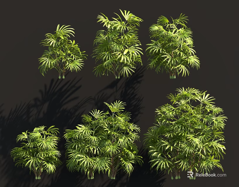 Lush Green Bamboo Varieties In Different Growth Forms 3d model 