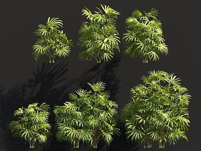 Lush Green Bamboo Varieties In Different Growth Forms 3d model