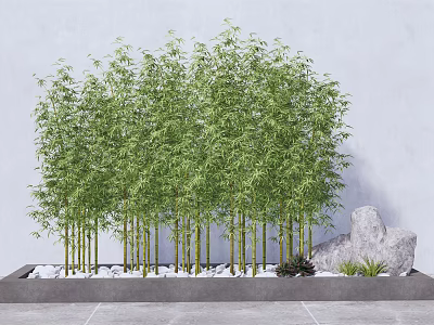 Tall Green Bamboo Plants Growing In Stone Planter With White Pebbles And Gray Wall 3d model